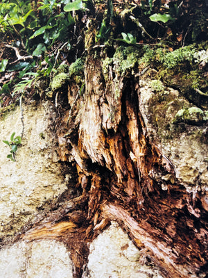 2. 'Roots' Butterfly creek track, Te-   Whanganui-a-Tara, 2022 by Flo Isaacs